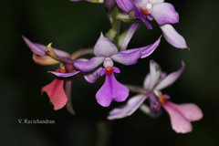 Calanthe sylvatica